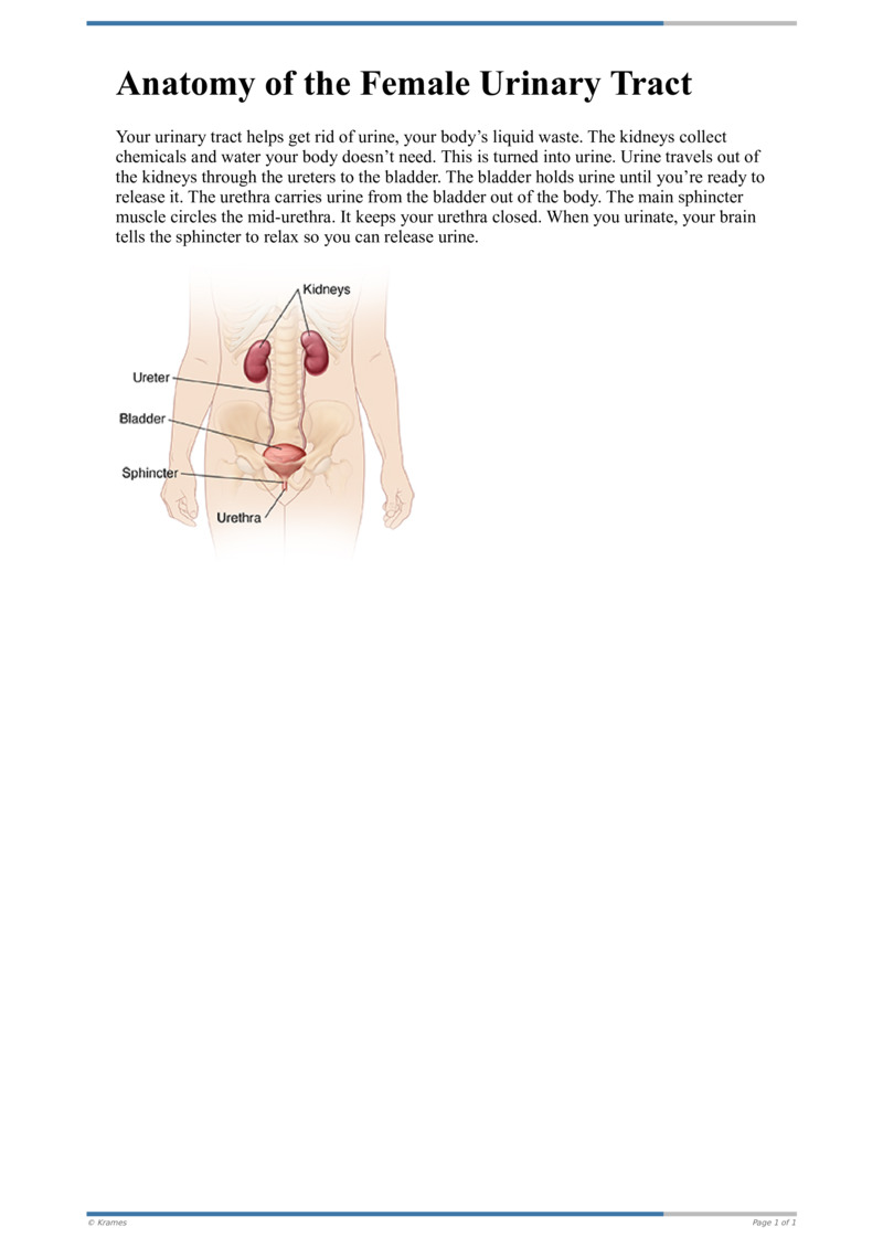 Text Anatomy Of The Female Urinary Tract HealthClips Online