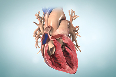 Thumbnail image for "Soplos cardíacos en adultos"