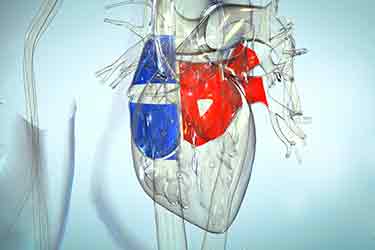 Thumbnail image for "Contracciones ventriculares prematuras"