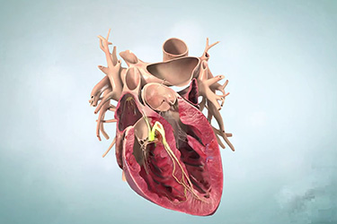 Thumbnail image for "Sinus Bradycardia"