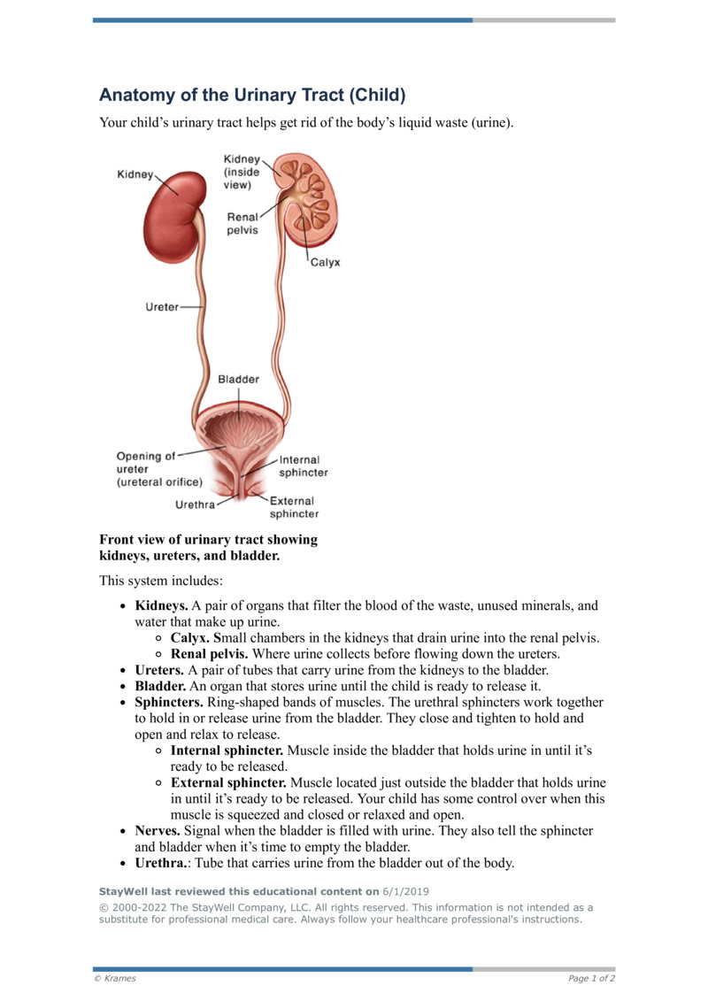PDF Anatomy of the Urinary Tract (Child) HealthClips Online