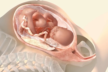 Thumbnail image for "Las 3 etapas del trabajo de parto"