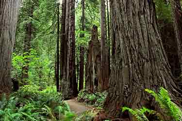 Thumbnail image for "Los Sequoias/Costa de California"
