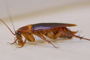 Thumbnail image for "Asthma Management: The Cockroach Allergen"