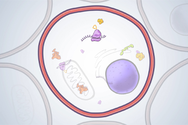 Thumbnail image for "How Does a COVID mRNA Vaccine Work?"
