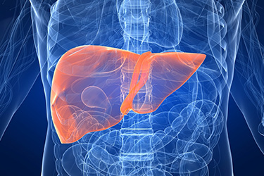 Thumbnail image for "What Does Your Liver Do?"