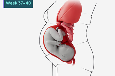 Thumbnail image for "Pregnancy: Third Trimester"