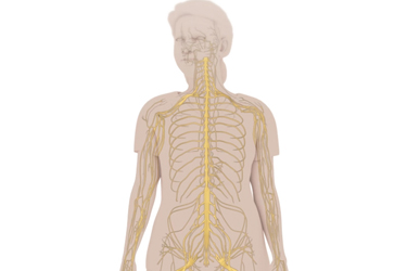 Thumbnail image for "Learning About Peripheral Nerve Blocks and I.V. Regional Anesthesia"