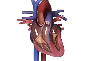 Thumbnail image for "Focus On: Heart Failure"