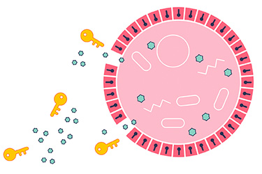 Thumbnail image for "Diabetes: Insulin's Role"