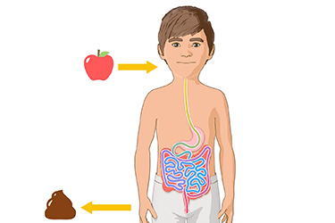 Thumbnail image for "¿Qué Pasa Con tu Comida Cuando Comes?"