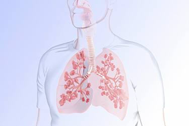 Thumbnail image for "How Your Lungs Work"