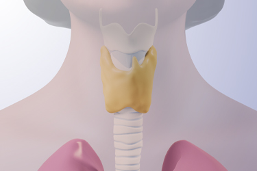 Thumbnail image for "The Thyroid Gland"