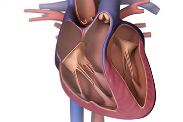 Thumbnail image for "Heart Failure: What Is It?"