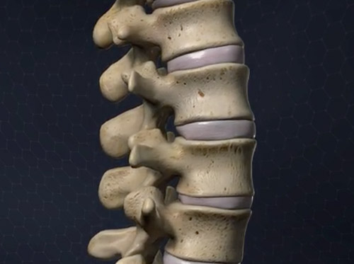 Thumbnail image for "Anatomy of the Spine"