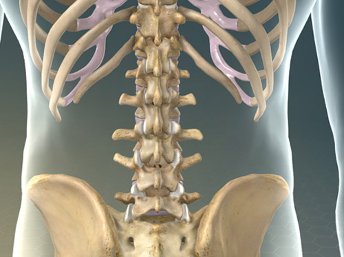 Thumbnail image for "Where Lower Back Pain Begins"