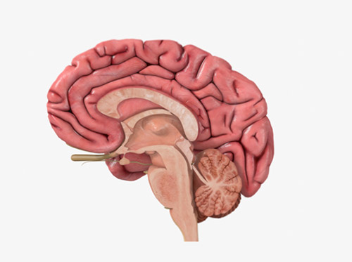 Thumbnail image for "Anatomy of the Brain"