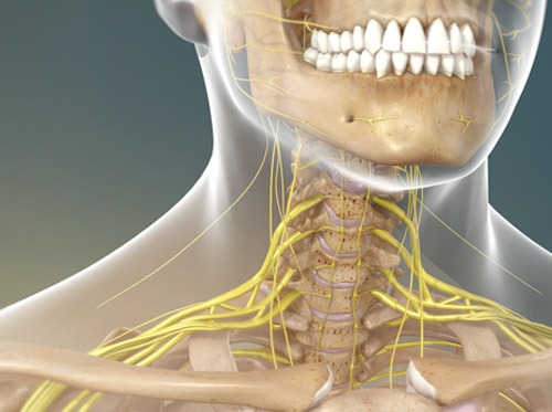 Video - Ardores Y Pinchazos (lesiones Del Plexo Braquial) - HealthClips ...