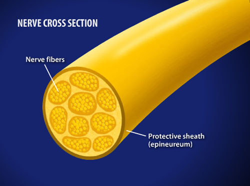 Video - Charcot-Marie-Tooth Disease (CMT) - HealthClips Online