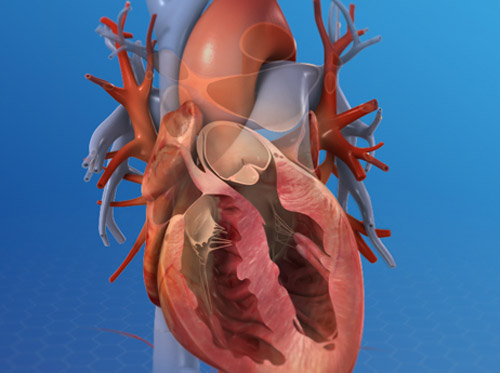 Thumbnail image for "Anatomía del corazón"