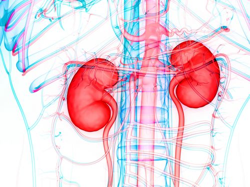 Thumbnail image for "Mantener los riñones sanos"