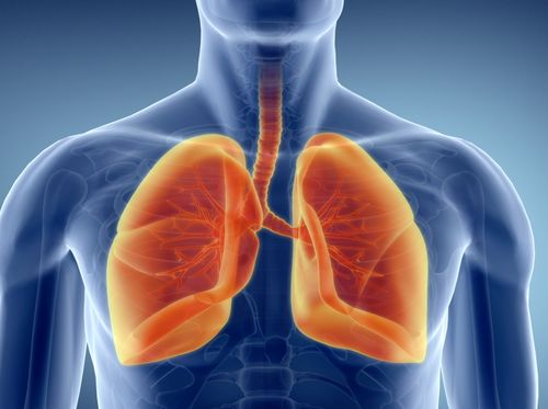 Thumbnail image for "What Do the Lungs Do?"