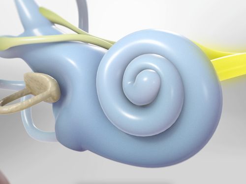 Thumbnail image for "Anatomy of the Ear"